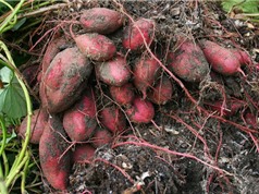 Kỹ thuật trồng và chăm bón khoai lang cho nhiều củ