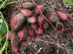 Kỹ thuật trồng và chăm bón khoai lang cho nhiều củ