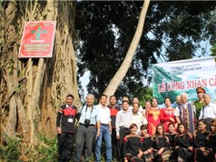 Đắk Lắk: Cây tung ở buôn Ky được công nhận Cây Di sản Việt Nam