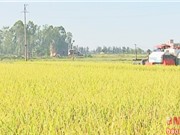 Nghệ An ứng dụng KH&CN vào sản xuất lúa