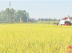 Nghệ An ứng dụng KH&CN vào sản xuất lúa