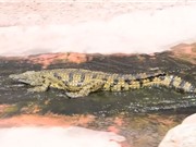 Clip: Ngạc nhiên với cảnh cá sấu thi nhau trượt máng nước