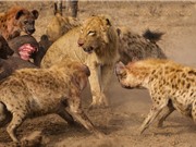 CLIP ĐỘNG VẬT ĐẠI CHIẾN ẤN TƯỢNG NHẤT TUẦN: Sư tử bị “đánh hội đồng”, báo bắt trộm chó
