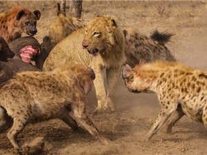 CLIP ĐỘNG VẬT ĐẠI CHIẾN ẤN TƯỢNG NHẤT TUẦN: Sư tử bị “đánh hội đồng”, báo bắt trộm chó