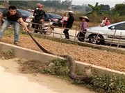 Clip: Bắt sống rắn hổ mang chúa nặng 14 kg ở Phú Thọ