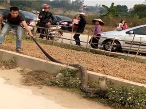 Clip: Bắt sống rắn hổ mang chúa nặng 14 kg ở Phú Thọ
