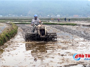 Thiếu giống chất lượng, nguy cơ tăng diện tích ruộng bỏ hoang!