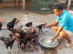 Nhà nông cho gà uống nước đá lạnh để chống nắng nóng 41 độ C