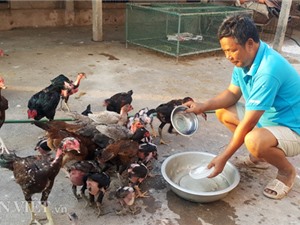 Nhà nông cho gà uống nước đá lạnh để chống nắng nóng 41 độ C