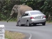 Clip: Kinh hoàng cảnh voi rừng “nổi điên” đòi đè bẹp ôtô