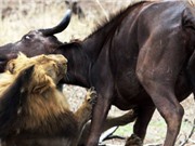 Clip: Xót xa cảnh sư tử đực hạ sát 2 mẹ con trâu rừng