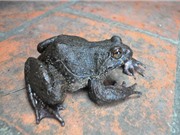 Săn "thần dược" “ếch đại gia” ở thánh địa Mẫu Sơn