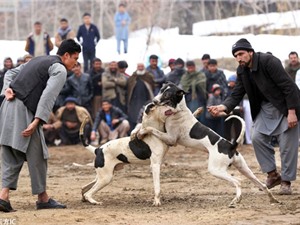 Clip: Màn chọi chó kinh hoàng ở Afghanistan
