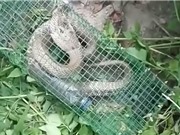 Clip: Bẫy rắn hổ mang gần 2 kg ở Hà Nội