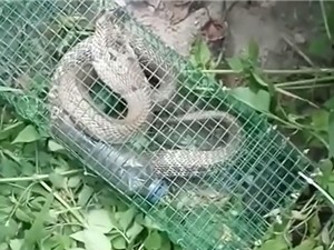 Clip: Bẫy rắn hổ mang gần 2 kg ở Hà Nội