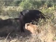 Clip: Trâu rừng phản đòn khiến 2 con sư tử “chạy mất dép”