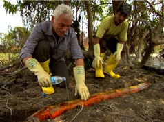 Clip: Tóm gọn cá khủng giết người đáng sợ nhất rừng Amazon