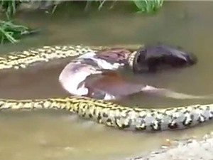 Clip: Trăn anaconda khổng lồ quằn quại nôn bò sữa ra khỏi bụng