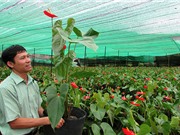 Lâm Đồng: Thu tiền tỷ sau “lễ kết hôn” giữa hoa hồng môn và địa lan