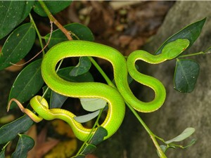 Những loài rắn độc nhất Việt Nam