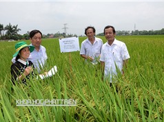 Giao lưu nông dân - nhà khoa học về phương pháp cấy lúa hiệu ứng hàng biên”