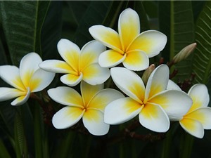Chiêm ngưỡng vẻ tuyệt mỹ của loài hoa đẹp nhất thế giới