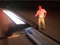 Cá sấu chết thảm vì đòi cắn máy bay