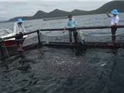 Kiên Giang phát triển nghề nuôi cá biển công nghệ Na Uy