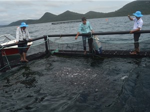 Kiên Giang phát triển nghề nuôi cá biển công nghệ Na Uy