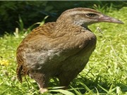 10 loài chim "có cánh không biết bay" trong tự nhiên