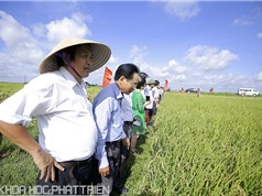 Hình ảnh giao lưu nông dân - nhà khoa học về phương pháp cấy lúa hàng biên 