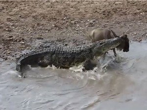 Clip: Cá sấu khổng lồ bò lên bờ “nhặt” linh dương đầu bò