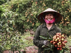 Nông dân Bắc Giang trúng đậm vụ vải nhờ áp dụng khoa học