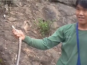Clip: Bắt sống rắn hổ mang chúa dài hơn 2 mét tại Nghệ An