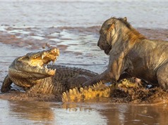 Cá sấu bị sư tử “tẩn nhừ xương” khi giành xác voi