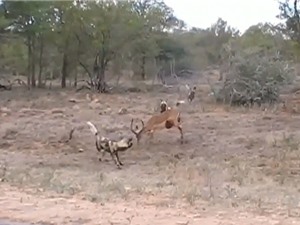 Clip: Bị cắn lòi ruột, linh dương Impala vẫn tử chiến với bầy chó hoang
