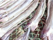 Clip: Ngư dân Phú Yên làm giàu từ đặc sản cá đét