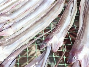 Clip: Ngư dân Phú Yên làm giàu từ đặc sản cá đét