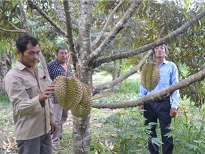 Dân đổ xô trồng sầu riêng khi giá bán tăng, rủi ro tiềm ẩn