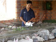 Lâm Đồng: 9X khởi nghiệp từ nghề nuôi thỏ
