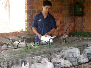 Lâm Đồng: 9X khởi nghiệp từ nghề nuôi thỏ