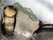 Những loài rắn cực độc ở trại rắn lớn nhất Việt Nam