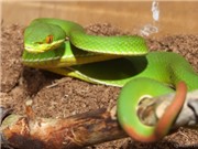 Hướng dẫn cách xử trí khi bị rắn độc cắn
