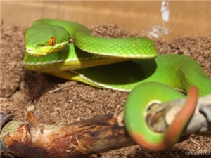 Hướng dẫn cách xử trí khi bị rắn độc cắn