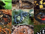 Những loài rắn độc nhất Việt Nam: Cách đơn giản để nhận biết 
