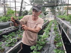Gia Lai: Thành công với mô hình trồng dâu tây theo phương pháp sinh học