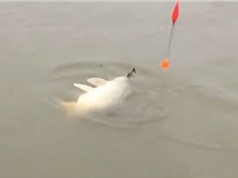 Clip: Cần thủ câu được cá chép “khủng” tại Hà Nội