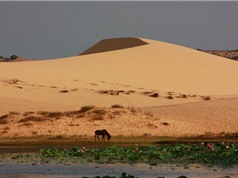 Mướt mắt trước phong cảnh của sa mạc Sahara phiên bản Việt