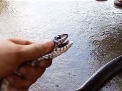 Clip: Dùng áo khoác bắt rắn hổ hèo gần 3 mét ở Hóc Môn