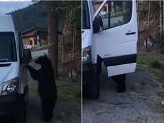 Clip: Gấu đen biết mở cửa xe Mercedes như người gây hoang mang